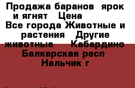 Продажа баранов, ярок и ягнят › Цена ­ 3 500 - Все города Животные и растения » Другие животные   . Кабардино-Балкарская респ.,Нальчик г.